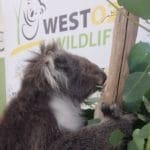 Picture of Koala Quintilian School | Early Learning | learning about wildlife and the environment | Koala