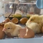 Learning Science with Chickens | chickens hatching in year 2 science at Quntilian School