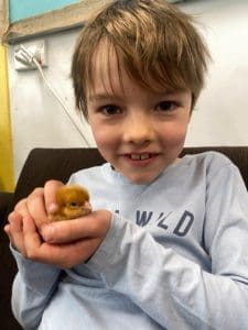 Learning Science with Chickens | chickens hatching in year 2 science at Quntilian School | Yound boy holding a newly hatched chicken 
