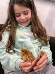 Learning Science with Chickens | chickens hatching in year 2 science at Quntilian School | Student holding a newly hatched chicken 