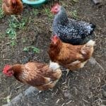 chickens climate Newsletter 21 September 2022 2 chickens climate Newsletter 21 September 2022 1